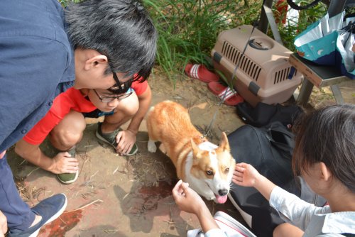裝飾性圖片