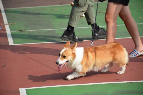 裝飾性圖片